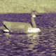Illustration for article titled Shooting Challenge Gallery: Duotone I